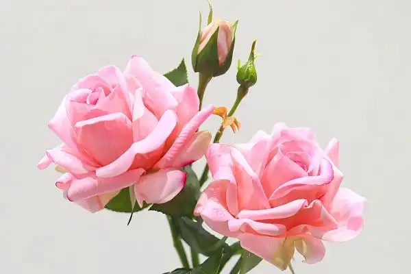Can Real Touch Roses Improve Long-Term Floral ROI?